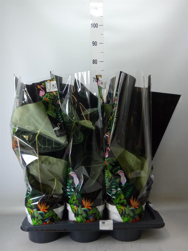 Горшечные цветы и растения оптом Anthurium Clarinervium от 6шт из Голландии с доставкой по России