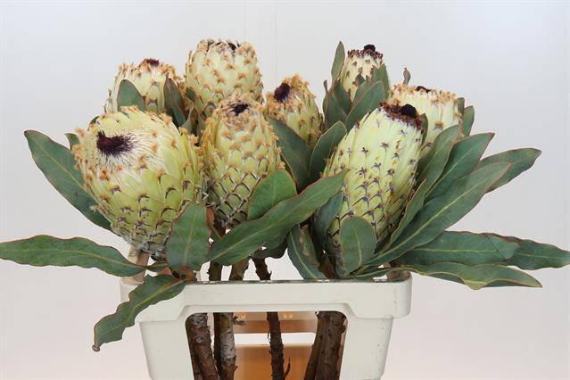 Срезанные цветы оптом Protea barbigera ice queen от 10шт из Голландии с доставкой по России