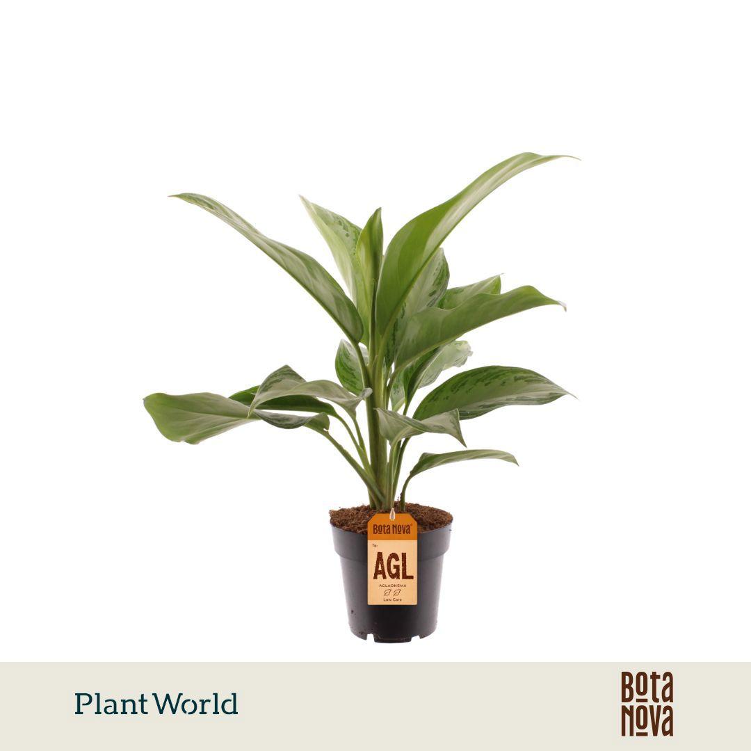 Горшечные цветы и растения оптом Aglaonema Silver Bay от 7шт из Голландии с доставкой по России