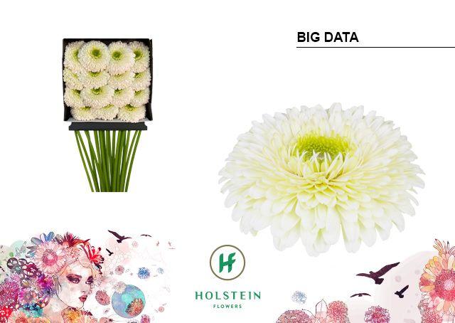 Срезанные цветы оптом Gerbera diamond gerponi big data от 15шт из Голландии с доставкой по России