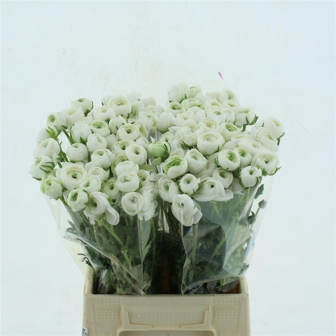 Срезанные цветы оптом Ranunculus elegance white от 100шт из Голландии с доставкой по России