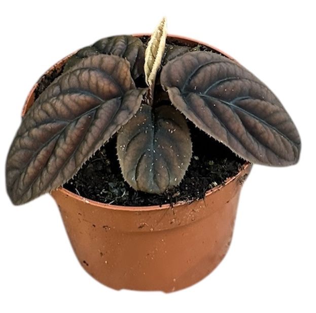 Горшечные цветы и растения оптом Labisia Vietnam от 1шт из Голландии с доставкой по России