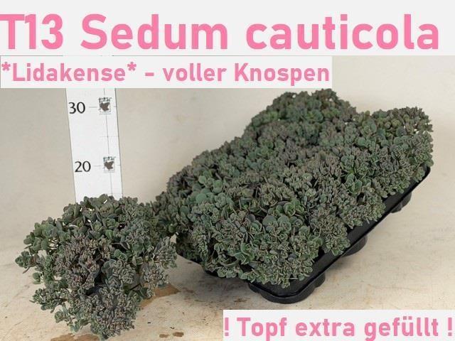 Горшечные цветы и растения оптом Sedum Caut Lidakense от 8шт из Голландии с доставкой по России