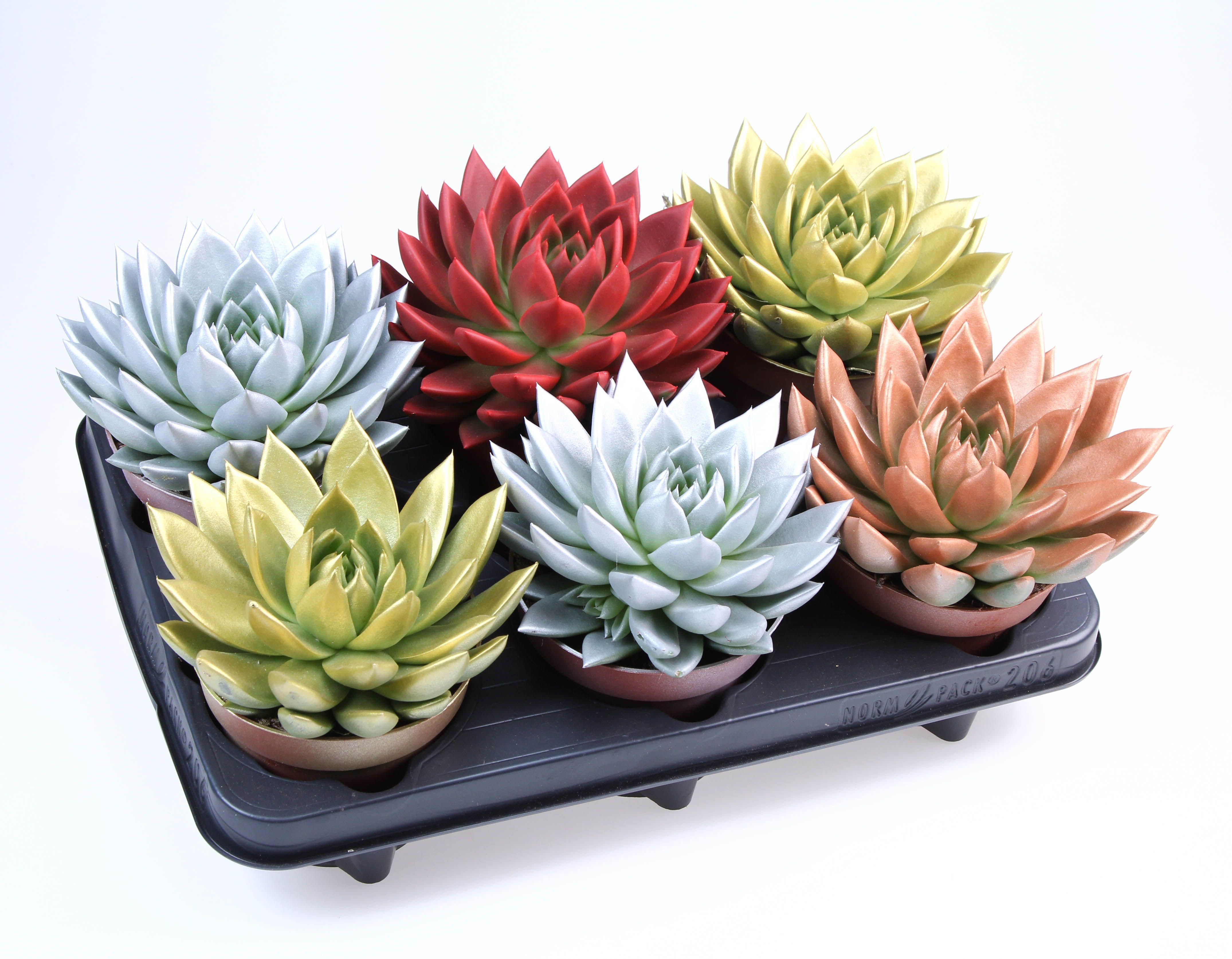 Горшечные цветы и растения оптом Echeveria Rainbow Mix от 6шт из Голландии с доставкой по России