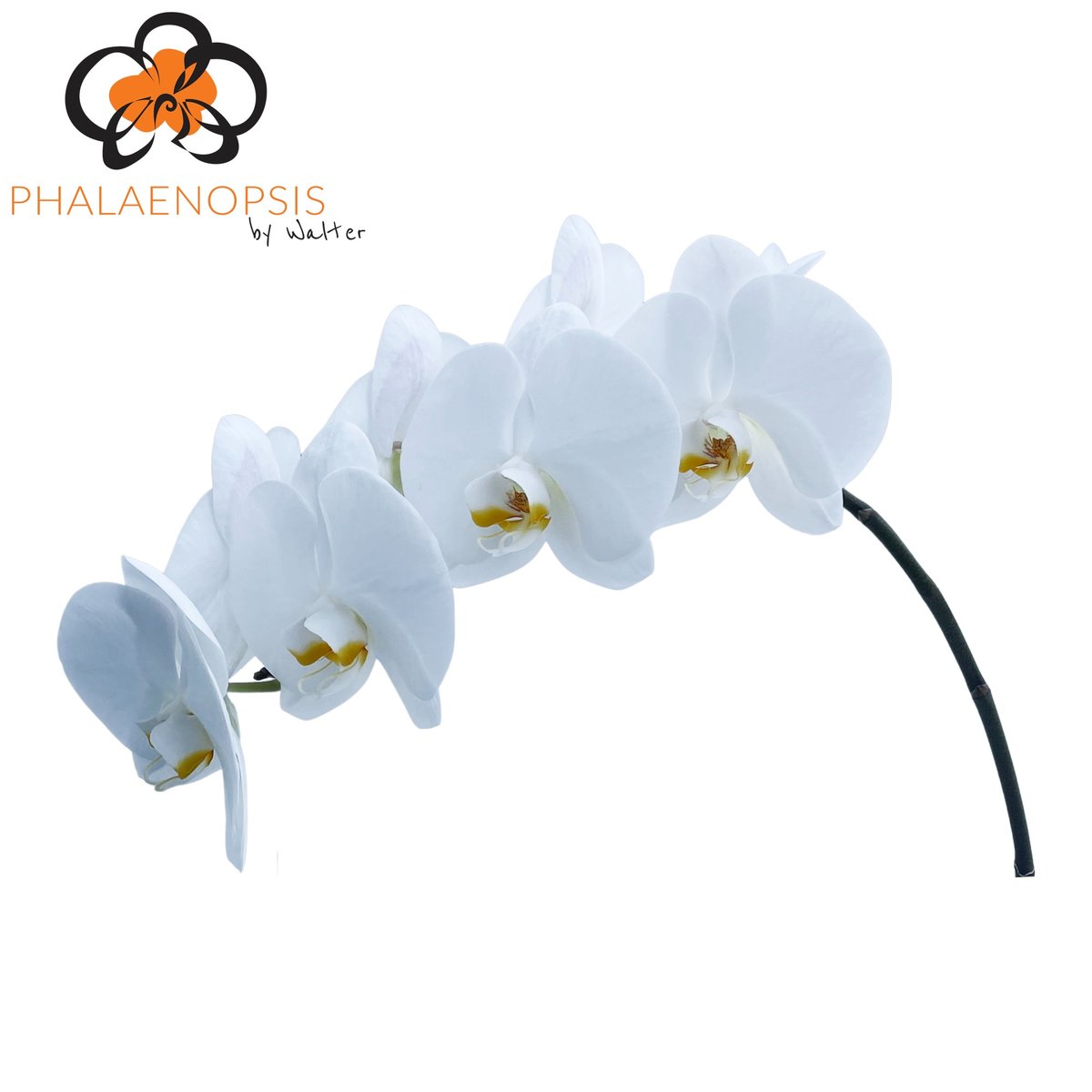 Срезанные цветы оптом Phalaenopsis magnificent maliha (per flower) от 15шт из Голландии с доставкой по России