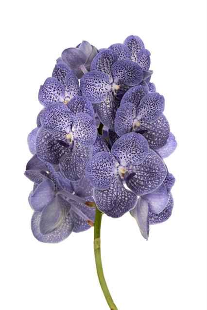 Срезанные цветы оптом Vanda blue spot 800 от 16шт из Голландии с доставкой по России