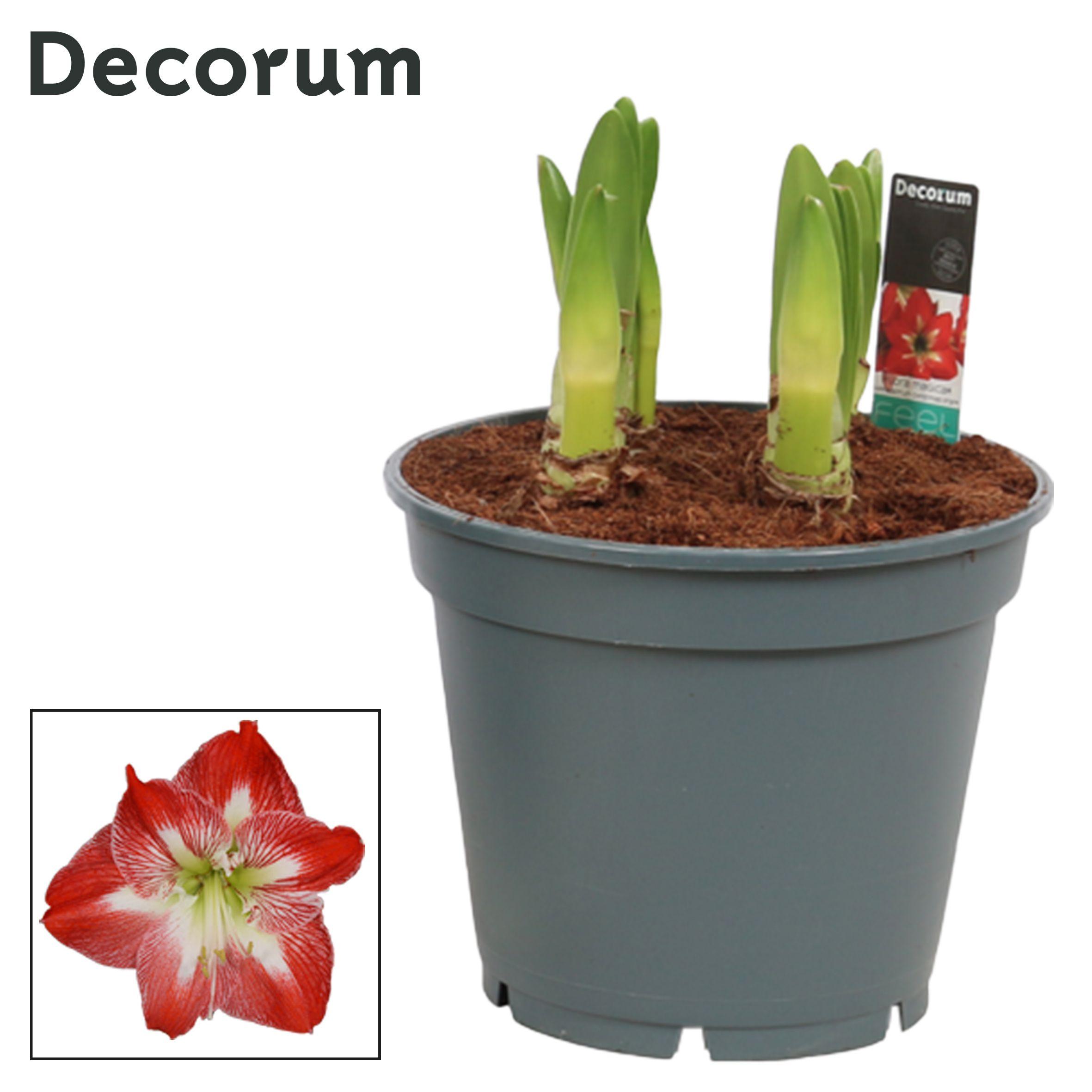Горшечные цветы и растения оптом Hipp Multiflora Exotic Striped 6pp A от 6шт из Голландии с доставкой по России