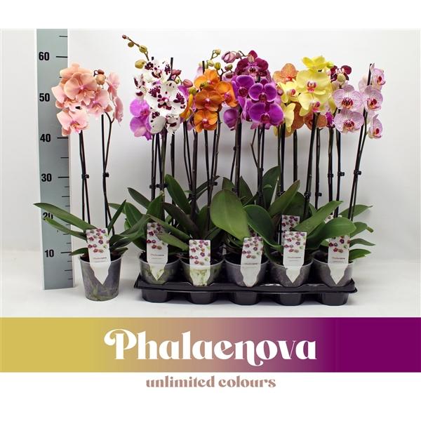 Горшечные цветы и растения оптом Phal 2st Mix 12+ (phalaenova) от 10шт из Голландии с доставкой по России