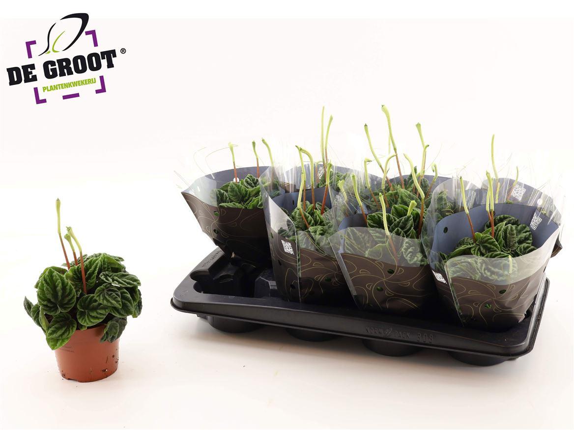 Горшечные цветы и растения оптом Peperomia Lilian + Flower от 8шт из Голландии с доставкой по России