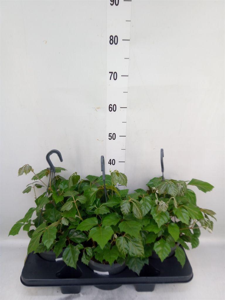 Горшечные цветы и растения оптом Cissus Rhombifolia от 3шт из Голландии с доставкой по России