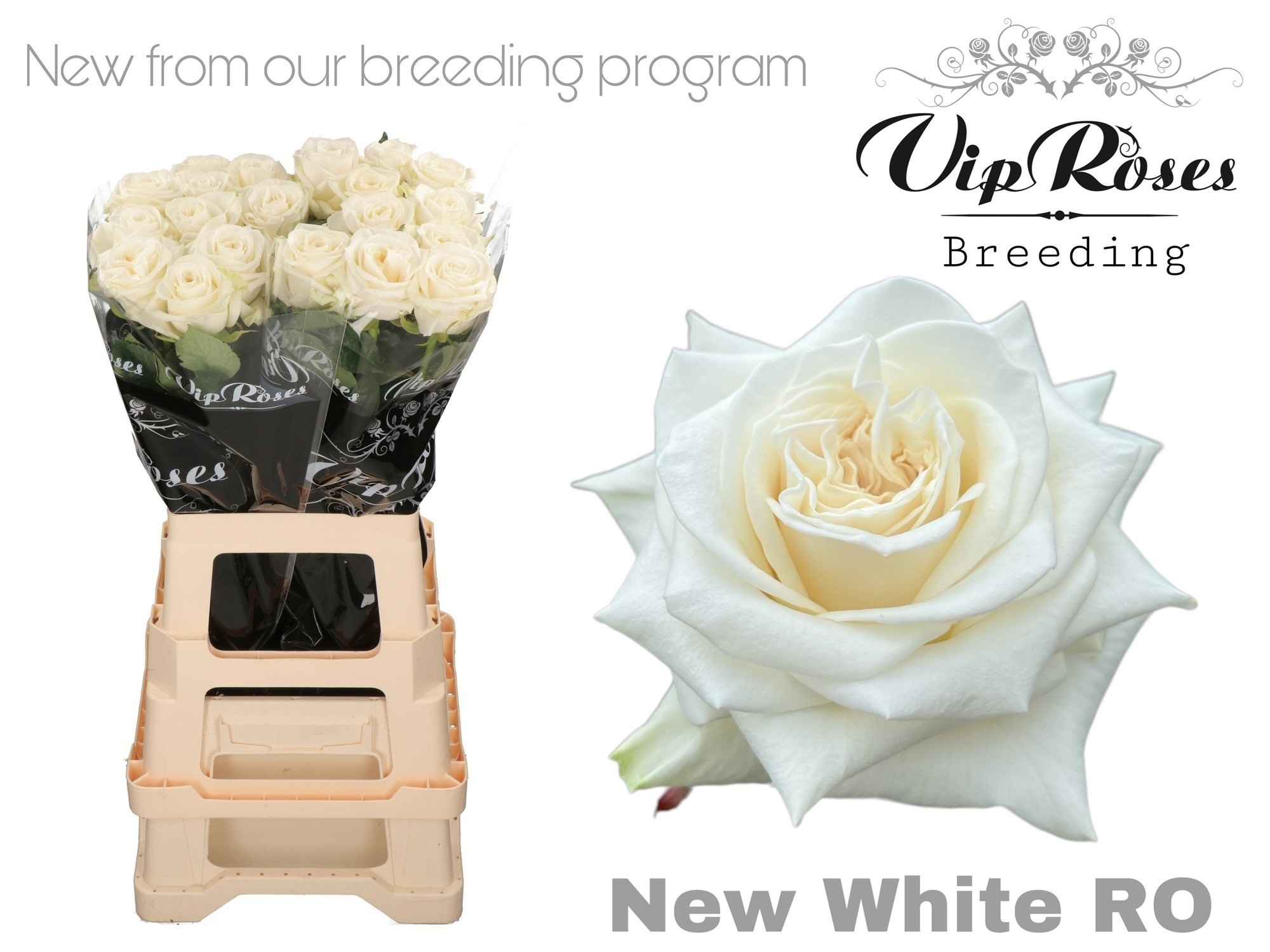 Срезанные цветы оптом Rosa la new white от 20шт из Голландии с доставкой по России