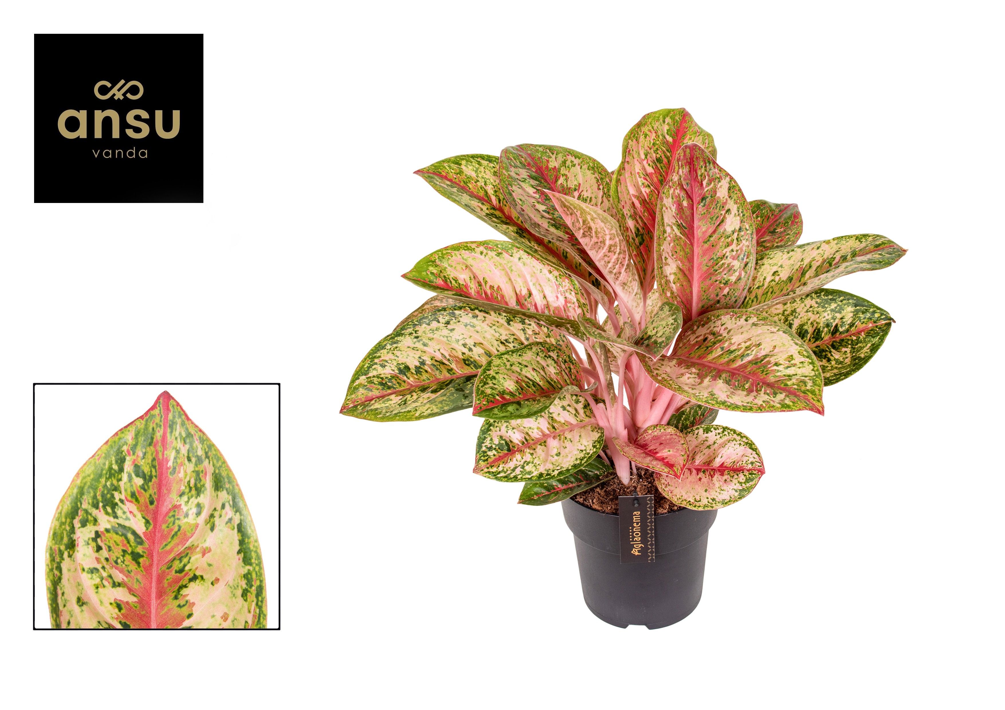 Горшечные цветы и растения оптом Aglaonema Painted Celebration Mut от 1шт из Голландии с доставкой по России