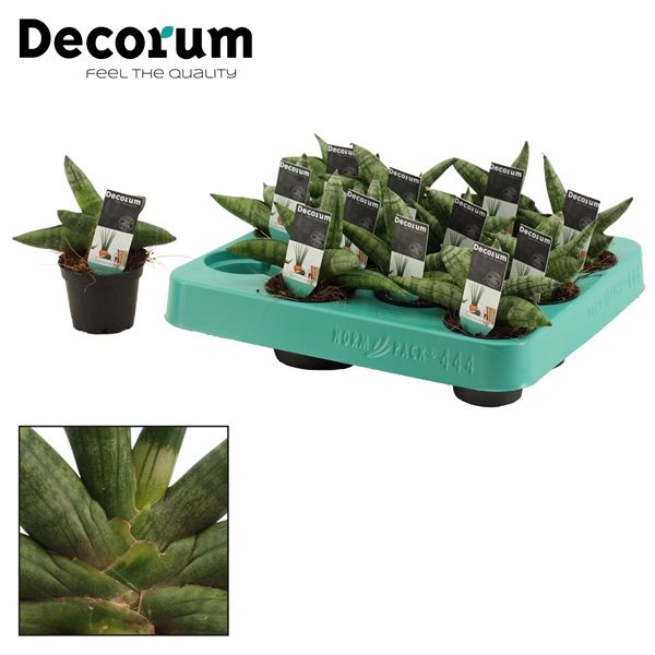 Горшечные цветы и растения оптом Sansevieria Boncellensis (decorum) от 20шт из Голландии с доставкой по России