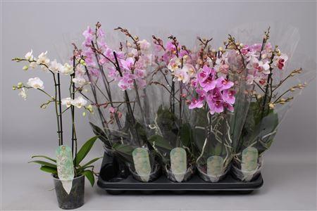 Горшечные цветы и растения оптом Phal Mf Gem 6 Kl 2 Branches 30+ от 10шт из Голландии с доставкой по России