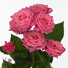 Срезанные цветы оптом Rosa spray lianne от 60шт. из Голландии с доставкой по России
