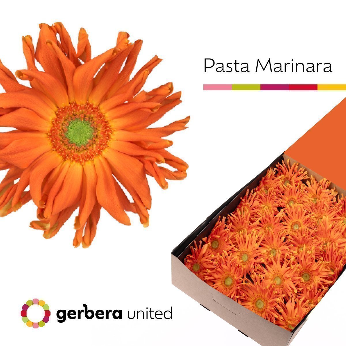 Срезанные цветы оптом Gerbera pasta marinara от 50шт из Голландии с доставкой по России