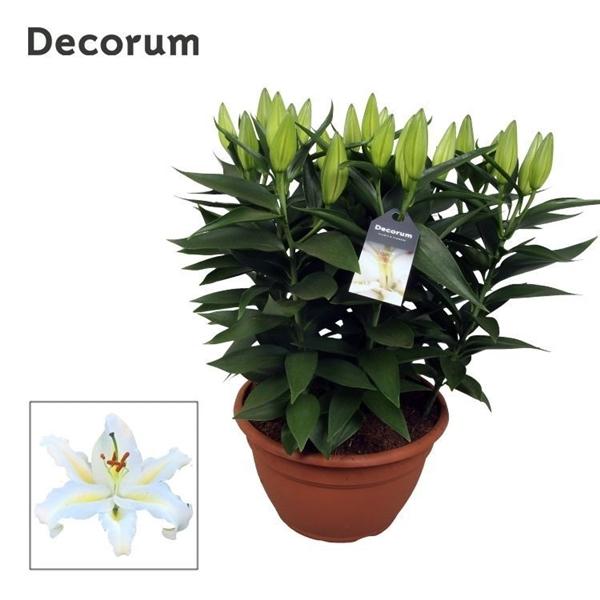 Горшечные цветы и растения оптом Lilium Or White 9pp (decorum) от 1шт из Голландии с доставкой по России