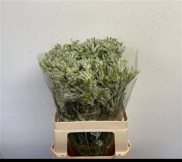 Срезанные цветы оптом Anigozanthos bush diamond от 40шт из Голландии с доставкой по России Срезанные цветы оптом Anigozanthos bush diamond от 40шт из Голландии с доставкой по России