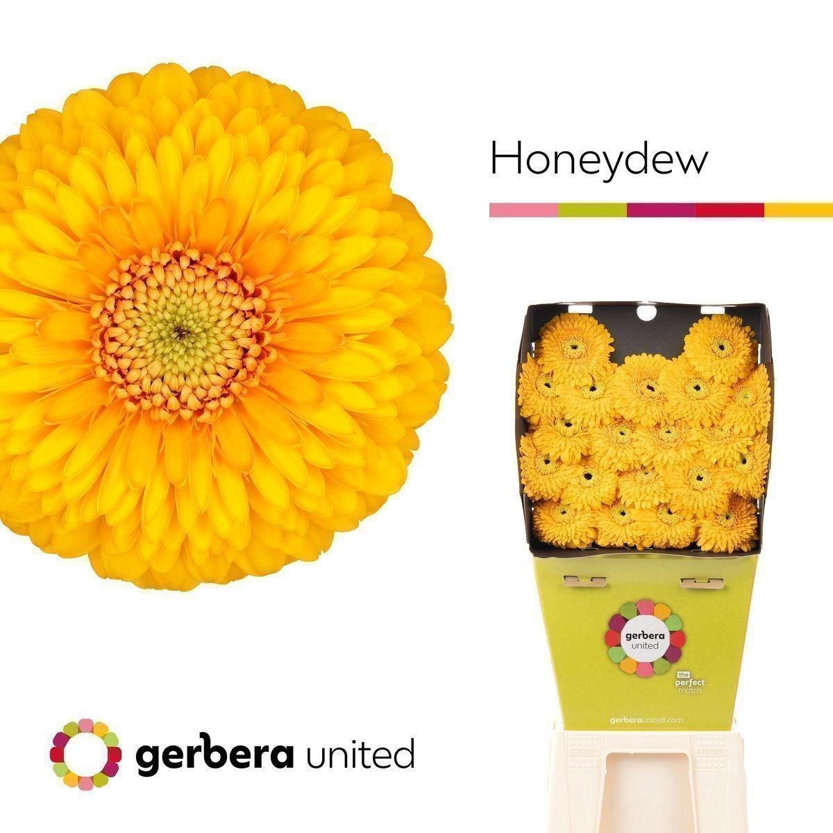 Срезанные цветы оптом Germini diamond pomponi honeydew от 60шт. из Голландии с доставкой по России