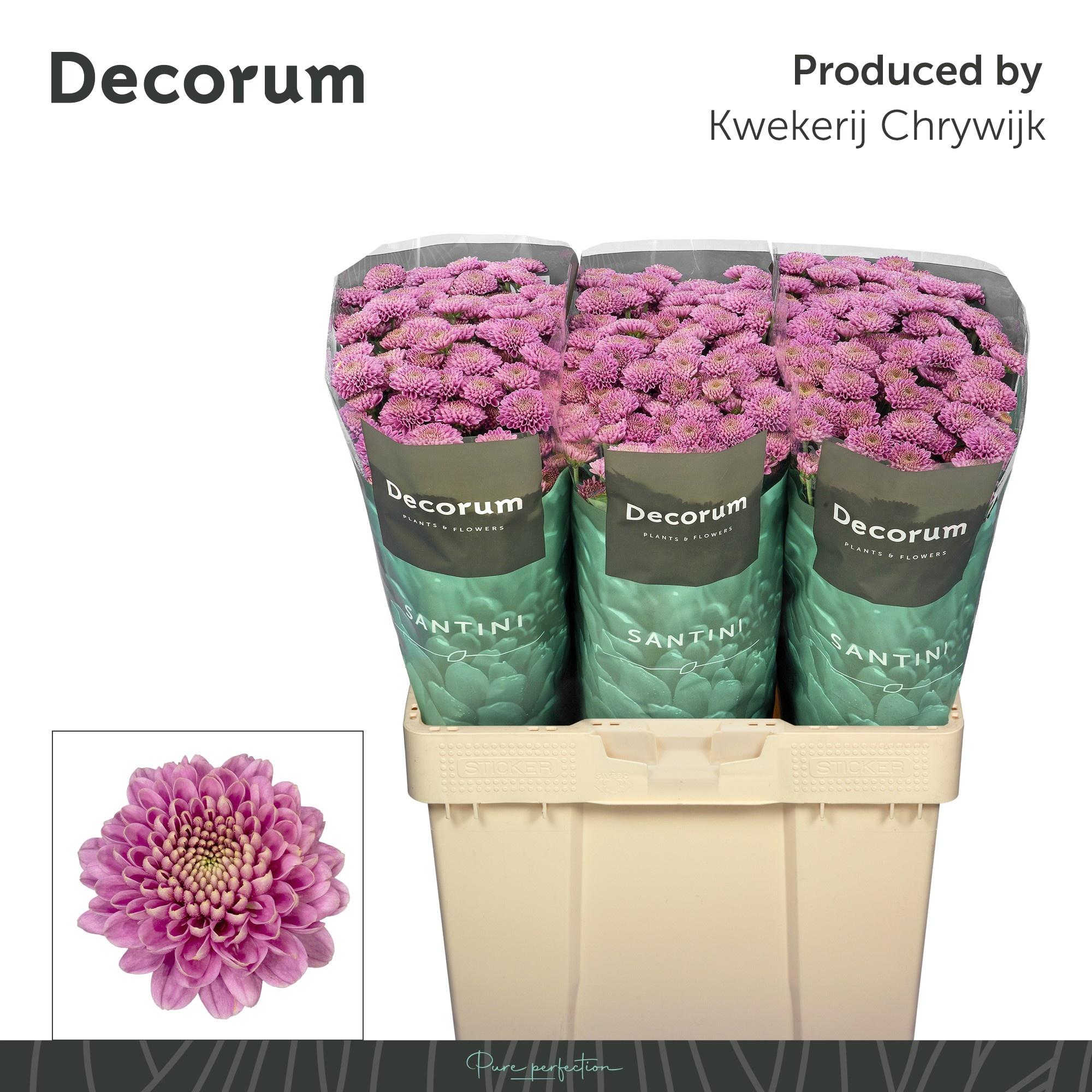 Срезанные цветы оптом Chrys sa ellison от 75шт из Голландии с доставкой по России