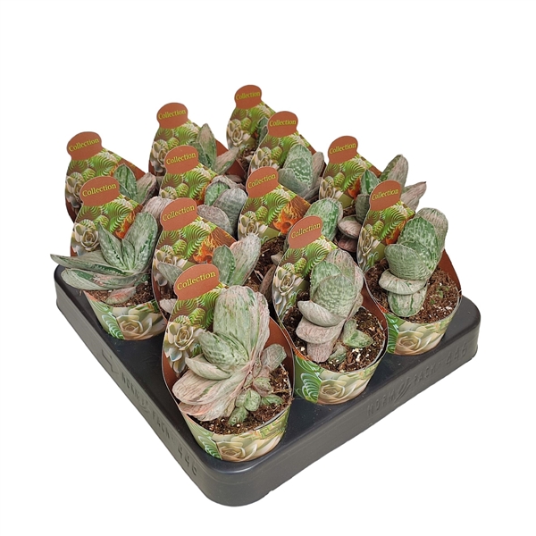 Горшечные цветы и растения оптом Gasteria Sakura Fuji With Potcover от 12шт из Голландии с доставкой по России