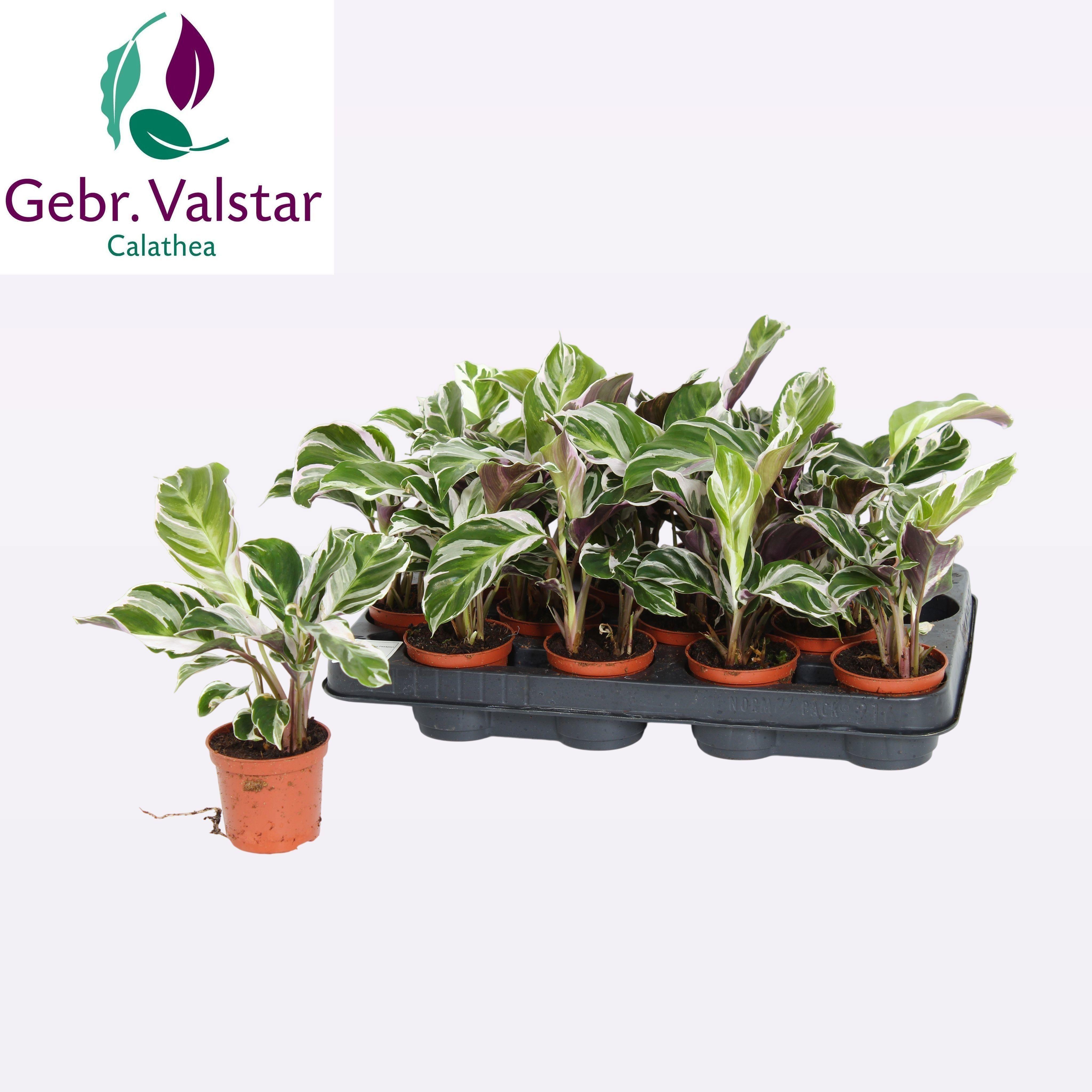 Горшечные цветы и растения оптом Calat Fusion White от 16шт (для телеги) из Голландии с доставкой по России