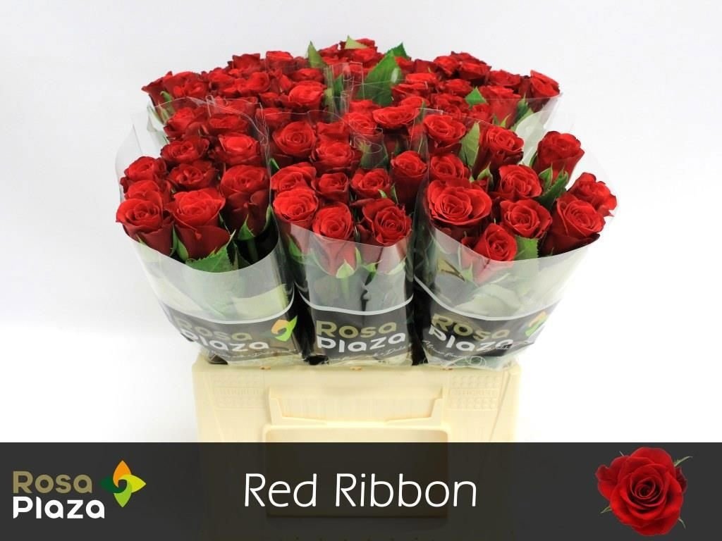 Срезанные цветы оптом Rosa large red ribbon от 80шт из Голландии с доставкой по России