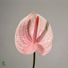 Срезанные цветы оптом Anthurium lunette от 12шт. из Голландии с доставкой по России