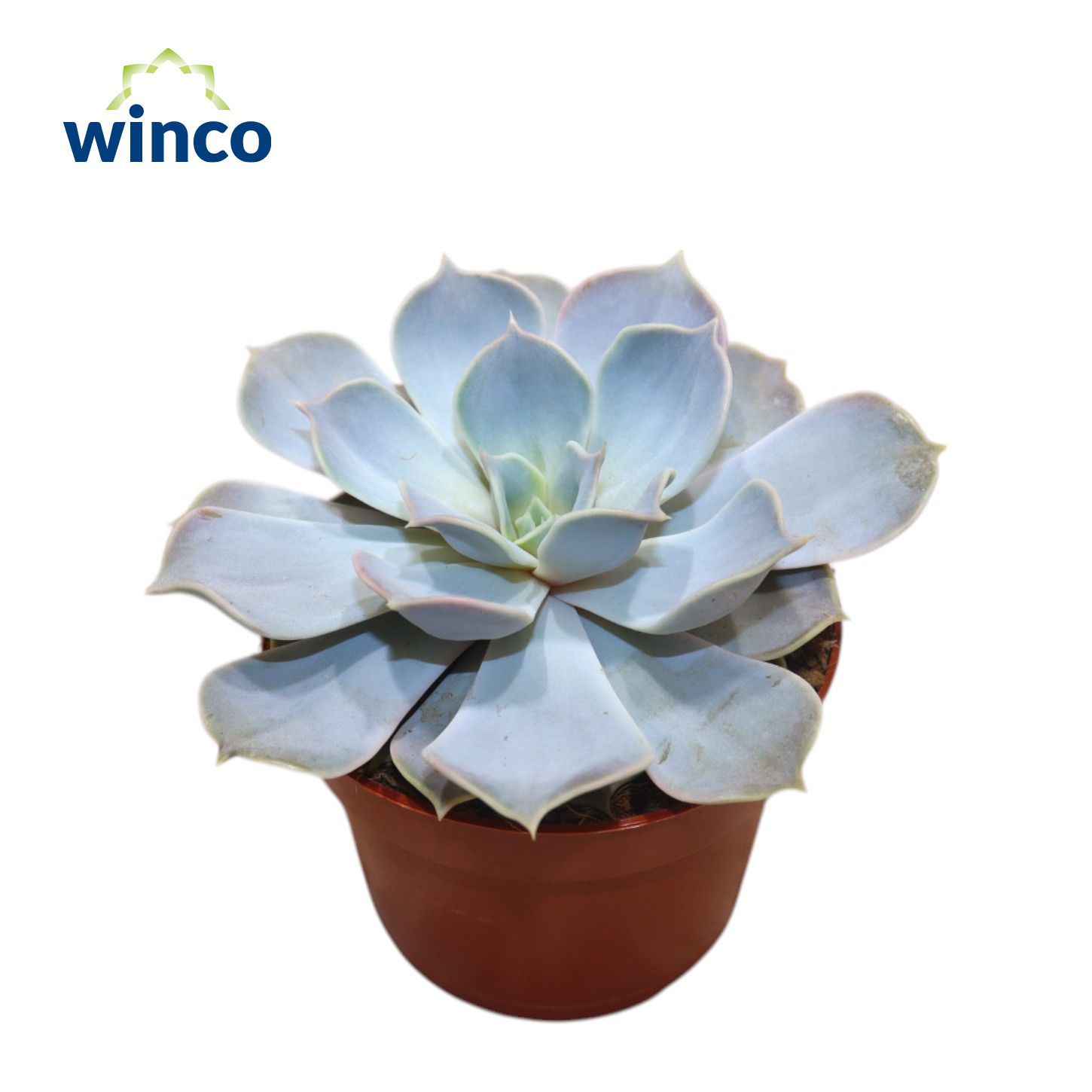 Горшечные цветы и растения оптом Echeveria Lilacina от 10шт из Голландии с доставкой по России