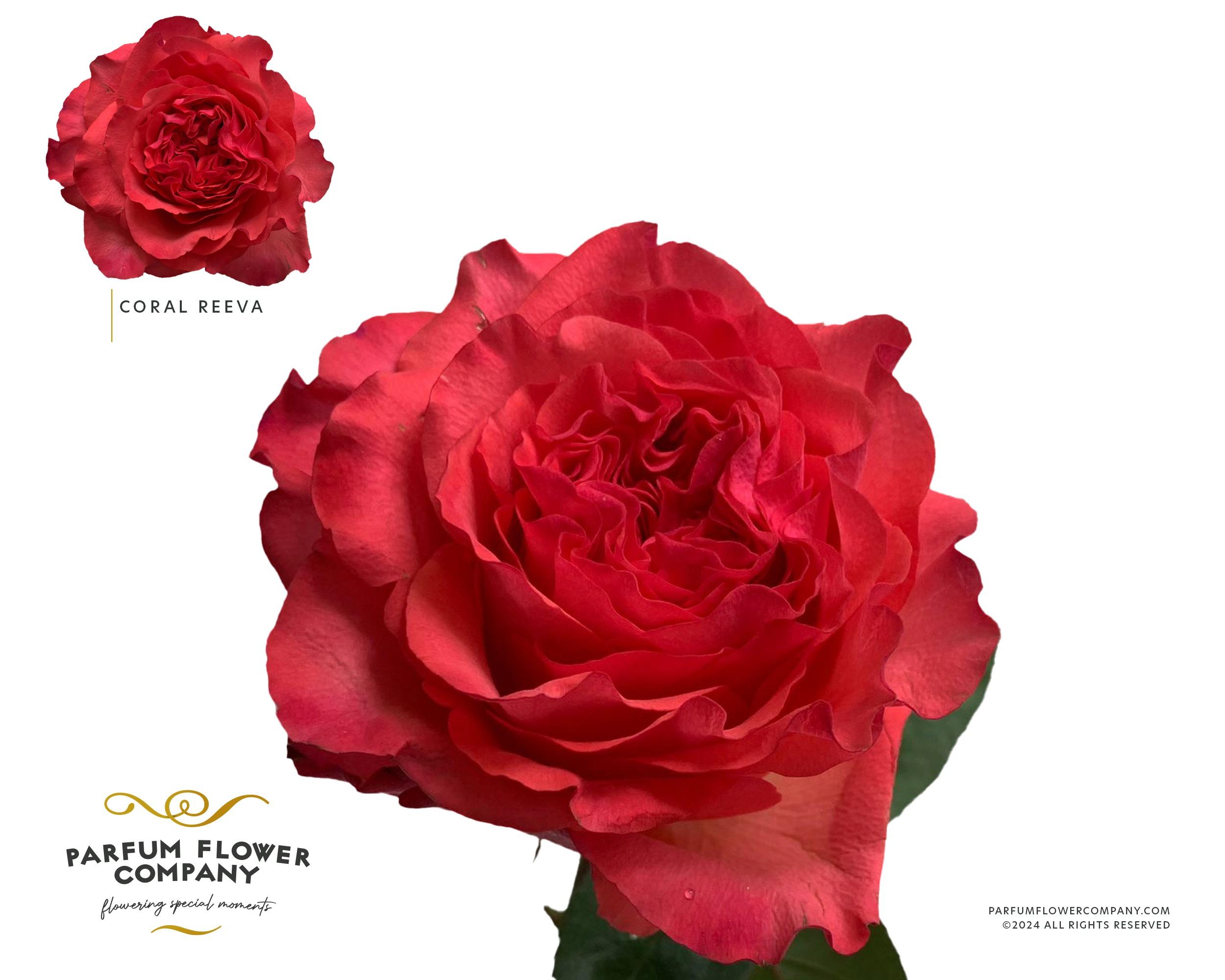 Срезанные цветы оптом Rosa garden coral reeva от 12шт из Голландии с доставкой по России