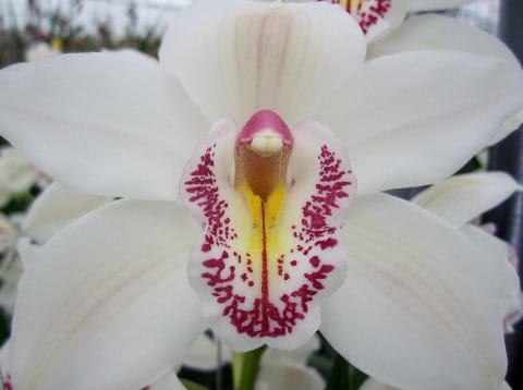 Срезанные цветы оптом Cymbidium white cascade от 2шт. из Голландии с доставкой по России