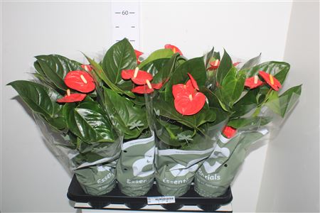 Горшечные цветы и растения оптом Anthu An Turenza 3-4++ Spring Deal от 8шт из Голландии с доставкой по России