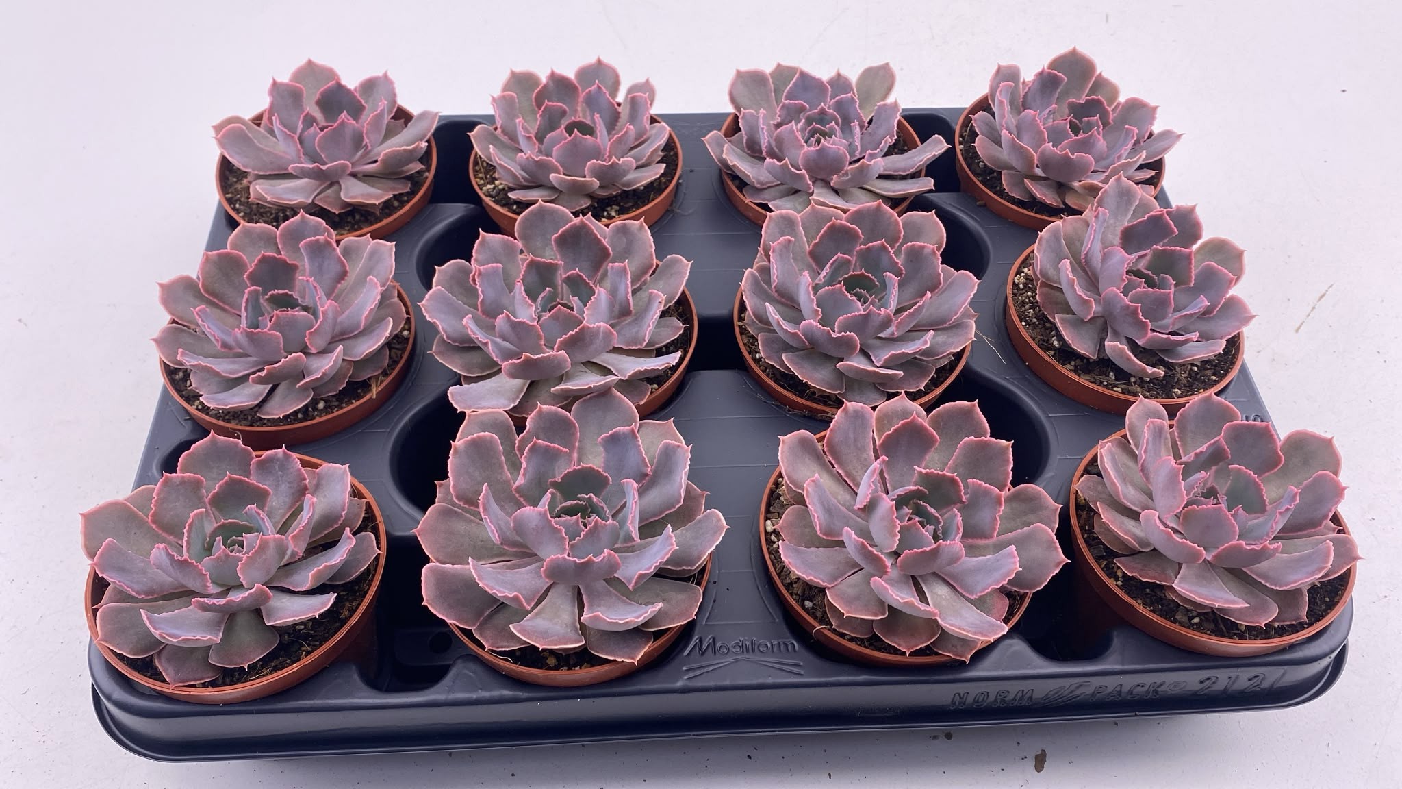 Горшечные цветы и растения оптом Echeveria Schaviana от 12шт (для телеги) из Голландии с доставкой по России