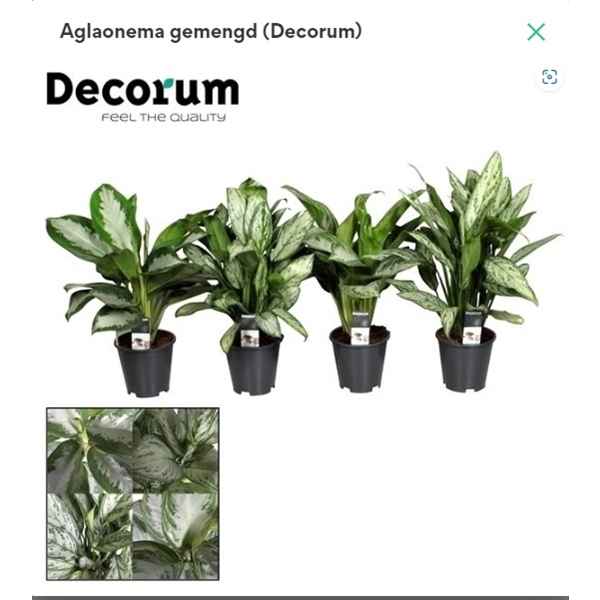 Горшечные цветы и растения оптом Aglaonema Mix (decorum) от 6шт из Голландии с доставкой по России