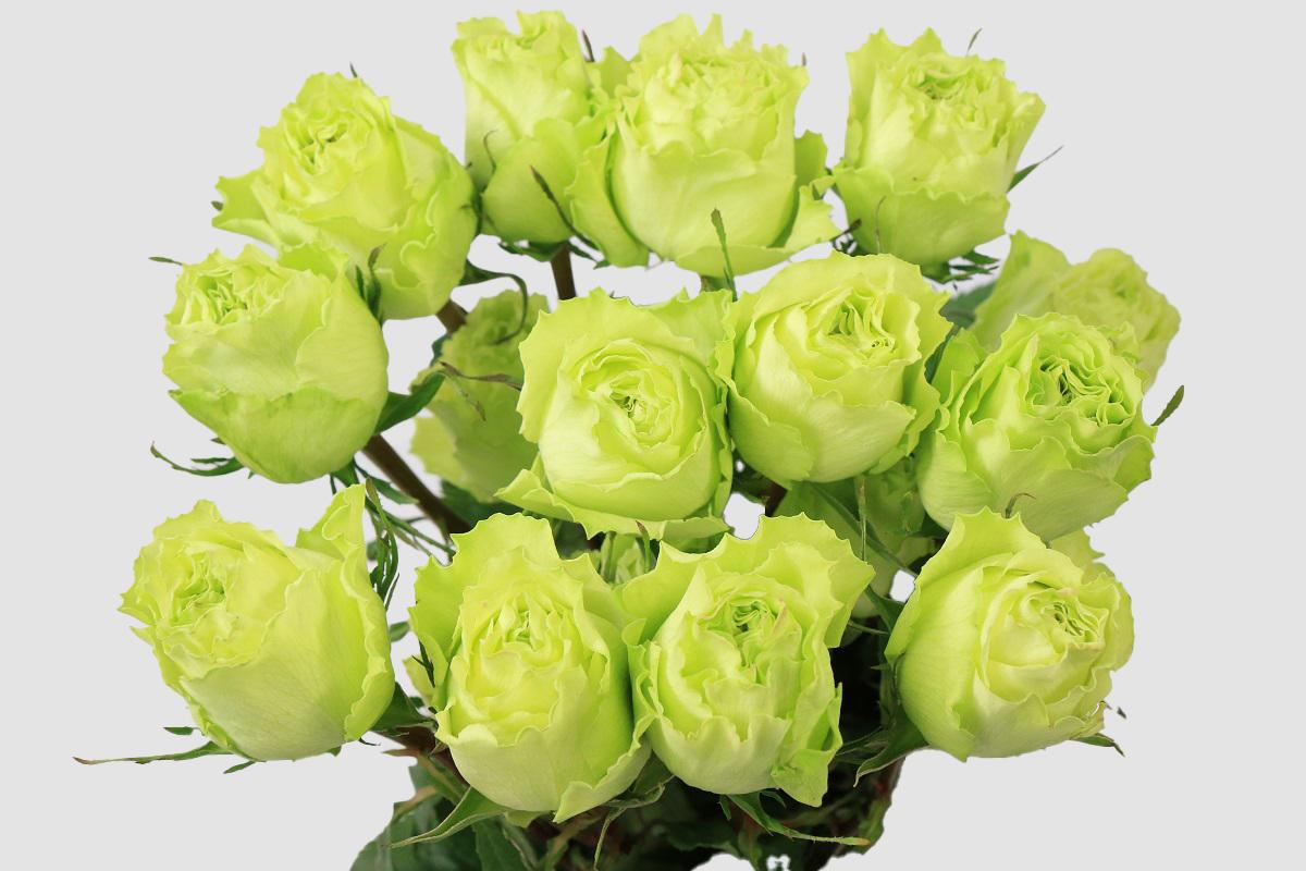 Срезанные цветы оптом Rosa ec lemonade от 100шт из Голландии с доставкой по России