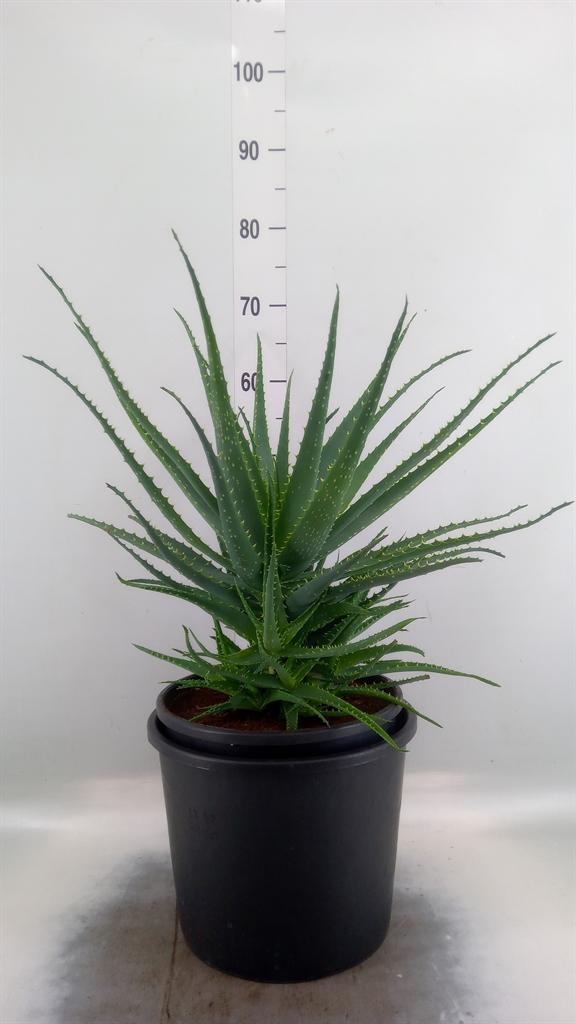 Горшечные цветы и растения оптом Aloe Arborescens от 1шт из Голландии с доставкой по России