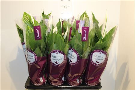 Горшечные цветы и растения оптом Spathiphyllum Strauss - 13 Cm от 8шт из Голландии с доставкой по России