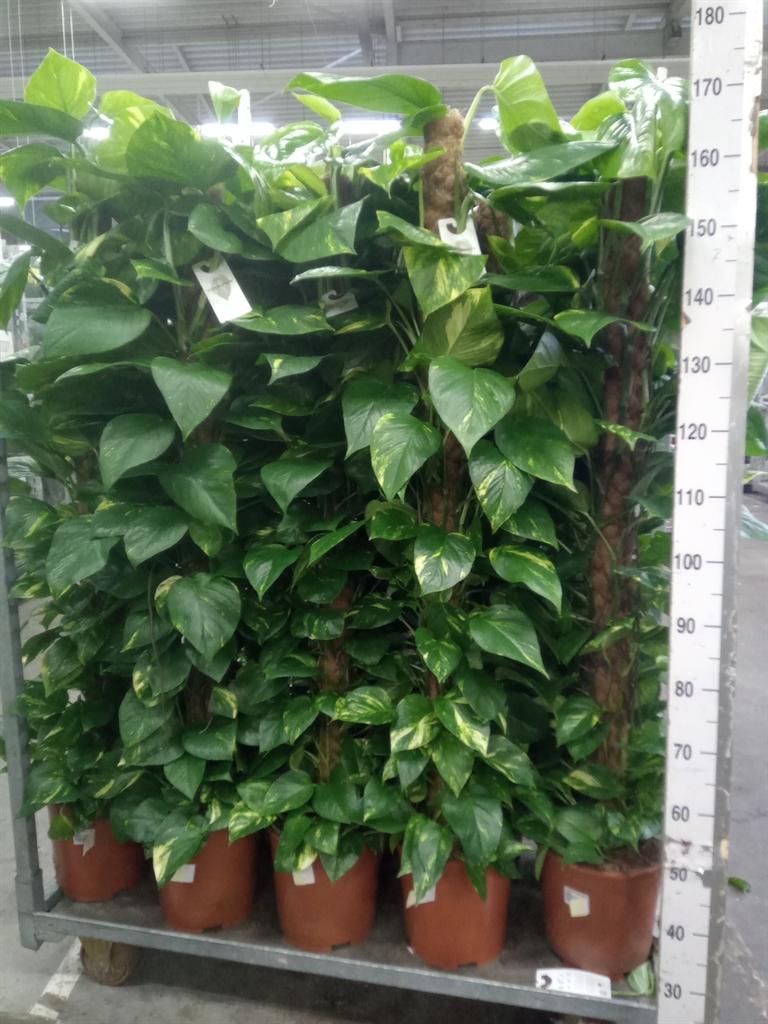 Горшечные цветы и растения оптом Epipremnum Pinn.   ...moss Stick от 1шт из Голландии с доставкой по России