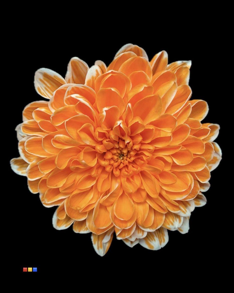 Срезанные цветы оптом Chrys sp paint altaj orange от 40шт из Голландии с доставкой по России