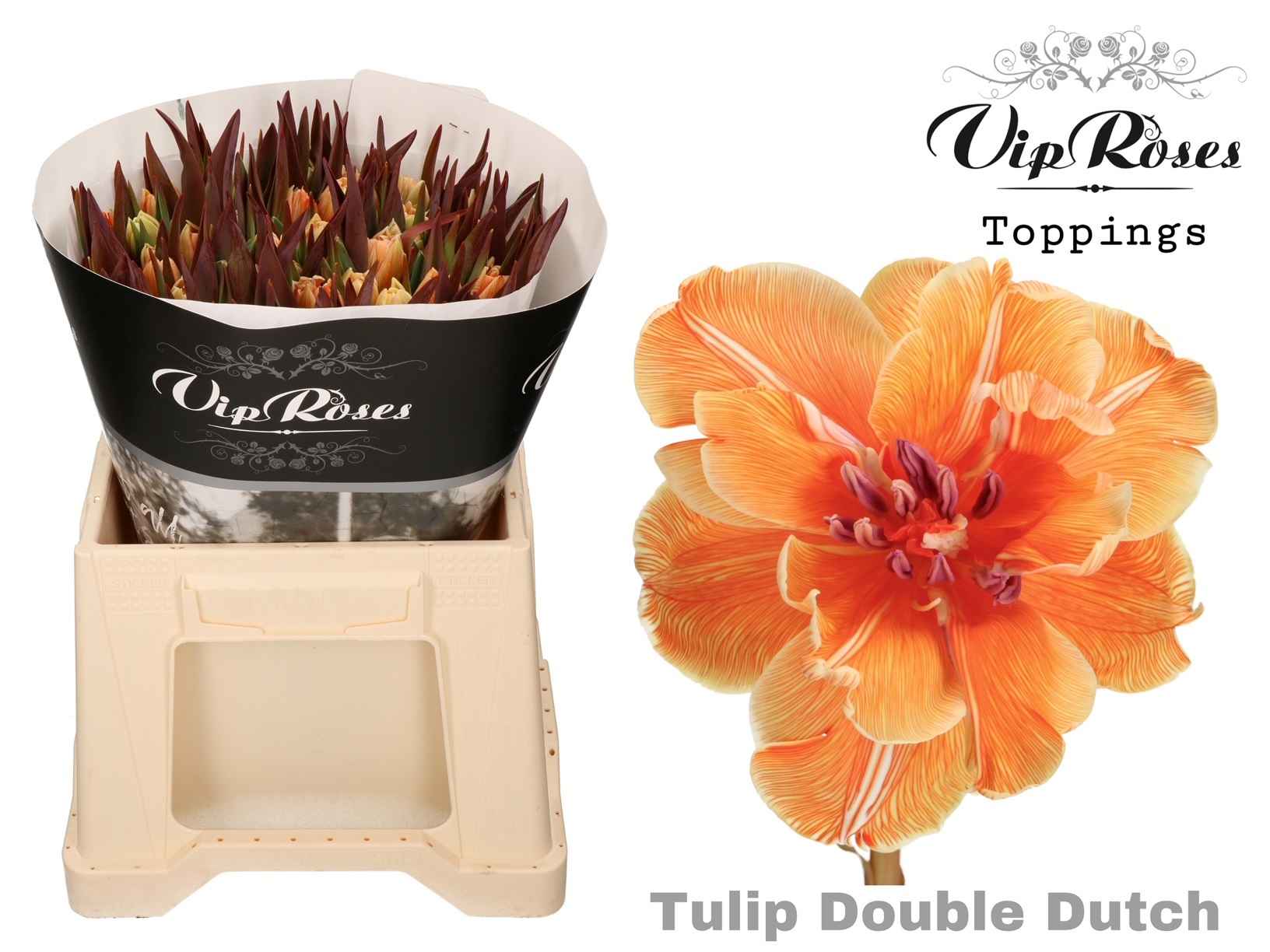 Срезанные цветы оптом Tulipa do paint double dutch от 50шт из Голландии с доставкой по России