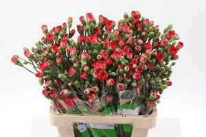 Срезанные цветы оптом Dianthus sp nandi от 100шт из Голландии с доставкой по России