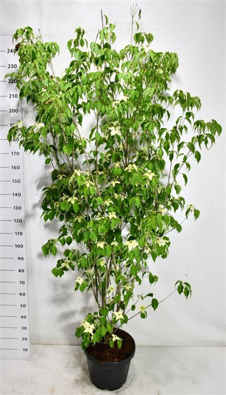 Горшечные цветы и растения оптом Cornus K. weisse Fontaine от 1шт из Голландии с доставкой по России
