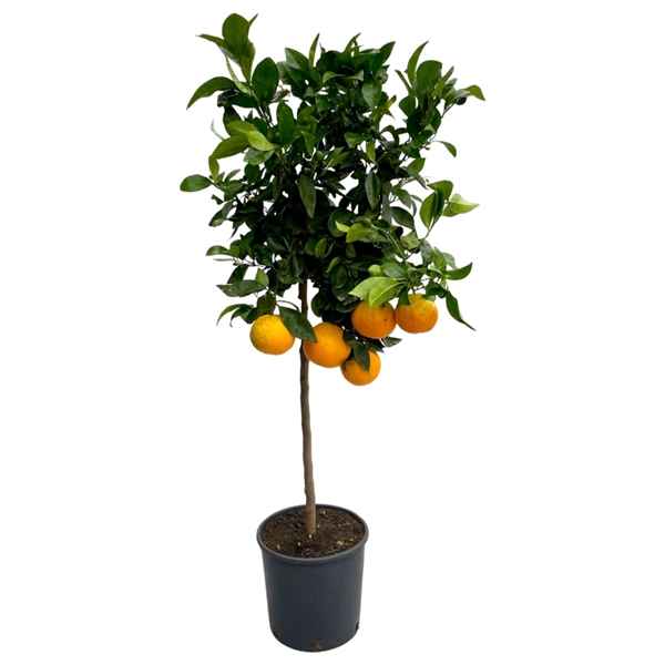 Горшечные цветы и растения оптом Citrus Arancio On Stem от 1шт из Голландии с доставкой по России