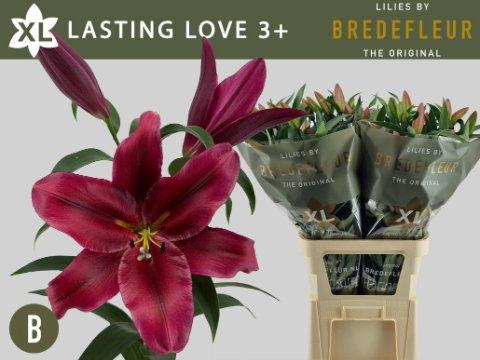 Срезанные цветы оптом Lilium or lasting love от 40шт из Голландии с доставкой по России