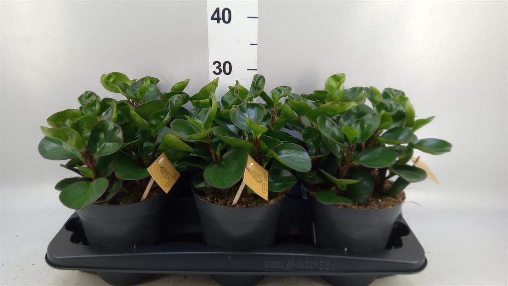 Горшечные цветы и растения оптом Peperomia Obt. burning Bush от 6шт из Голландии с доставкой по России