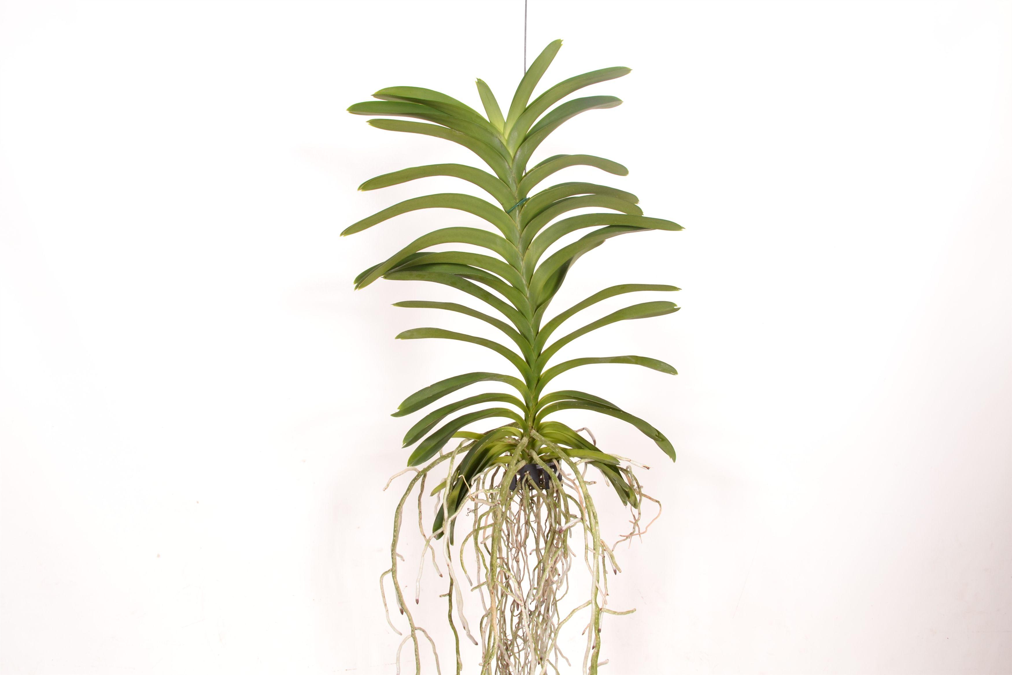 Горшечные цветы и растения оптом Vanda Decoration Plant от 2шт из Голландии с доставкой по России