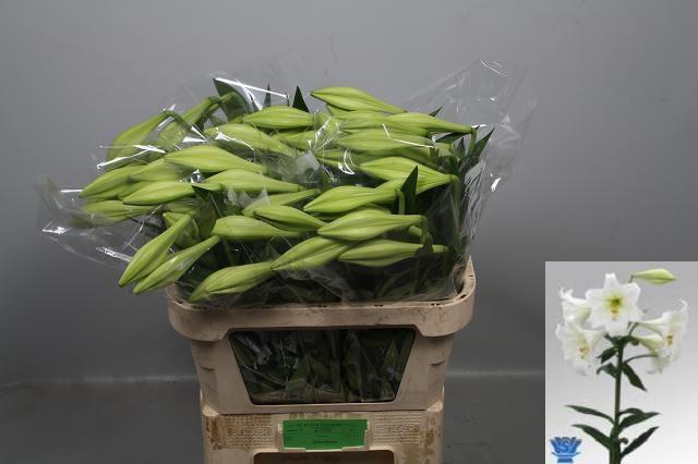 Срезанные цветы оптом Lilium lo white heaven от 60шт из Голландии с доставкой по России