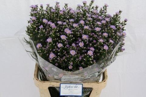 Срезанные цветы оптом Aster cassandra от 75шт из Голландии с доставкой по России