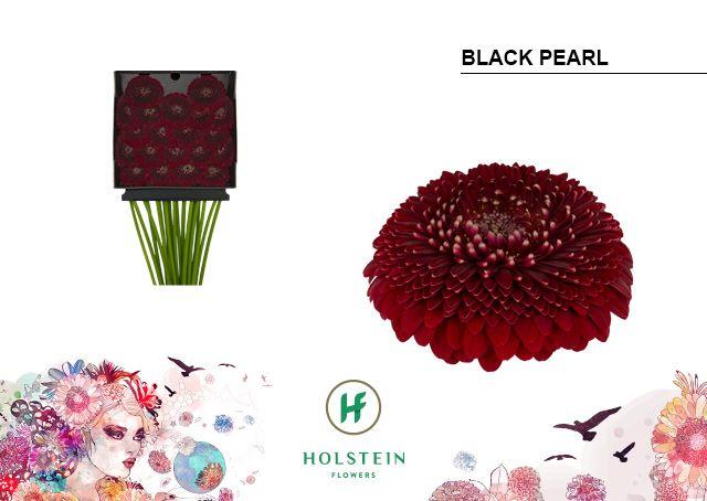 Срезанные цветы оптом Germini diamond gerponi black pearl от 20шт из Голландии с доставкой по России