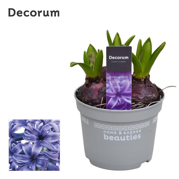 Горшечные цветы и растения оптом Hyacinthus Blue Pearl 3pp (decorum) от 10шт из Голландии с доставкой по России